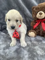 Biscuit 573, a male Golden Retriever for sale in Lakeland, FL – 2 of 10