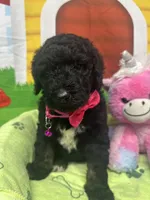 Mandy 383, a female Bernedoodle and Miniature Bernedoodle for sale in Lakeland, FL – 9 of 10