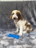 Dash 385 F1b, a male Goldendoodle and Poodle - Miniature  for sale in Lakeland, FL – 7 of 10