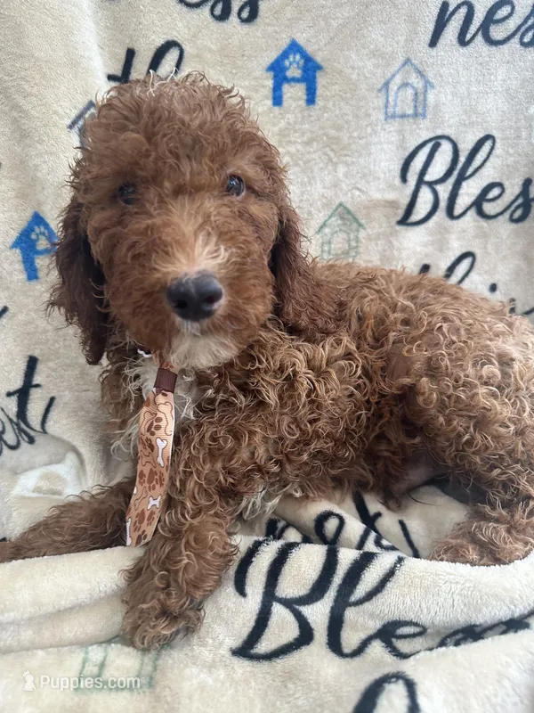 Reece -121 – Labradoodle, Poodle - Standard  puppy for sale in Lakeland, FL