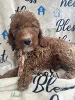 Reece -121, a male Labradoodle and Poodle - Standard  for sale in Lakeland, FL – 1 of 10