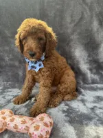 Dakota 394 F1b, a female Goldendoodle and Poodle - Miniature  for sale in Lakeland, FL – 10 of 10