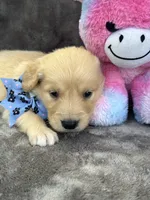 Bailey 577, a female Golden Retriever for sale in Lakeland, FL – 2 of 10