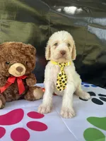 Samuel - 330, a male Labradoodle and Poodle - Standard  for sale in Lakeland, FL – 2 of 10