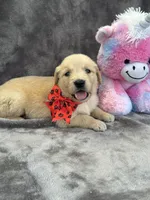 Brielle 574, a female Golden Retriever for sale in Lakeland, FL – 5 of 10