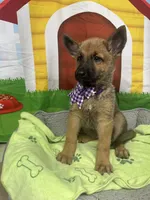 Keaira 381, a female Belgian Malinois and German Shepherd Dog for sale in Lakeland, FL – 5 of 10