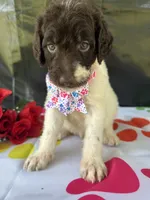 Suzzie - 331, a female Labradoodle and Poodle - Standard  for sale in Lakeland, FL – 1 of 10