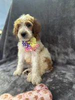 Diana 393 F1b, a female Goldendoodle and Poodle - Miniature  for sale in Lakeland, FL – 2 of 10