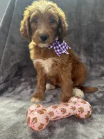 Daphne 398. F1b, a female Goldendoodle and Poodle - Miniature  for sale in Lakeland, FL – 10 of 10