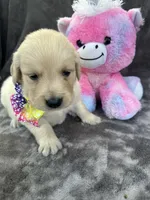 Bridgette 579, a female Golden Retriever for sale in Lakeland, FL – 2 of 10