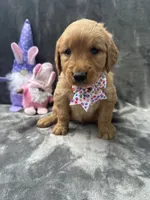 Betty Lou - 199, a female Golden Retriever for sale in Lakeland, FL – 8 of 10