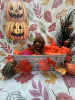 Nova 378, a female Poodle - Miniature  and Miniature Goldendoodle for sale in Lakeland, FL – 8 of 10