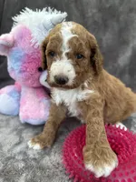 Blossom 371, a female Aussiedoodle and Poodle - Miniature  for sale in Lakeland, FL – 3 of 10