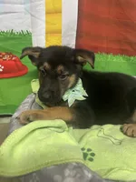 Kinsea 384, a female Belgian Malinois and German Shepherd Dog for sale in Lakeland, FL – 3 of 10