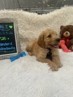 Timmy -427, a male Goldendoodle and Poodle - Standard  for sale in Lakeland, FL – 3 of 10