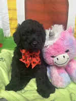 Matilda 382, a female Bernedoodle and Miniature Bernedoodle for sale in Lakeland, FL – 3 of 10