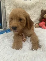 Toby -422, a male Goldendoodle and Poodle - Standard  for sale in Lakeland, FL – 4 of 10