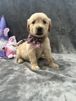 Buttercup-196, a female Golden Retriever for sale in Lakeland, FL – 3 of 10