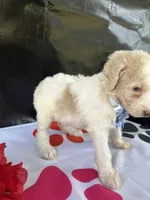 Sapphire - 334 , a female Labradoodle and Poodle - Standard  for sale in Lakeland, FL – 7 of 10