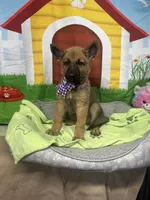 Keaira 381, a female Belgian Malinois and German Shepherd Dog for sale in Lakeland, FL – 10 of 10