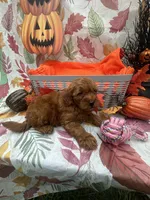 Nikki 376, a female Poodle - Miniature  and Miniature Goldendoodle for sale in Lakeland, FL – 5 of 10