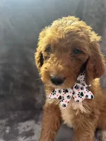 Dolly 397  F1b, a female Goldendoodle and Poodle - Miniature  for sale in Lakeland, FL – 6 of 10
