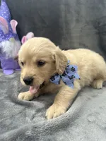 Sophie - 197, a female Golden Retriever for sale in Lakeland, FL – 4 of 10