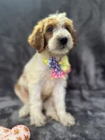 Diana 393 F1b, a female Goldendoodle and Poodle - Miniature  for sale in Lakeland, FL – 7 of 10