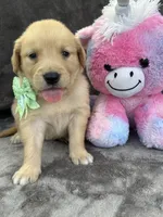 Beatrice 575, a female Golden Retriever for sale in Lakeland, FL – 4 of 10