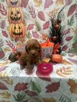Nova 378, a female Poodle - Miniature  and Miniature Goldendoodle for sale in Lakeland, FL – 5 of 10