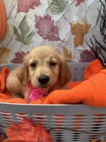 Brooklyn 572, a female Golden Retriever for sale in Lakeland, FL – 2 of 10