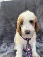Duke 391 F1b, a male Goldendoodle and Poodle - Miniature  for sale in Lakeland, FL – 8 of 10