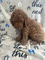 Clyde - 129, a male Labradoodle and Poodle - Standard  for sale in Lakeland, FL – 4 of 10