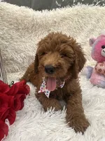 Tara - 329, a female Goldendoodle and Poodle - Standard  for sale in Lakeland, FL – 9 of 10