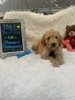 Timmy -427, a male Goldendoodle and Poodle - Standard  for sale in Lakeland, FL – 4 of 10