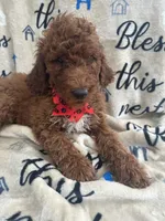Rae-Rae -128, a female Labradoodle and Poodle - Standard  for sale in Lakeland, FL – 8 of 10