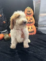 Duke 391 F1b , a male Goldendoodle and Poodle - Miniature  for sale in Lakeland, FL – 9 of 10