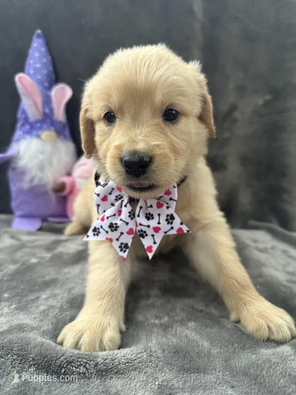 Sara  -193 – Golden Retriever puppy for sale in Lakeland, FL