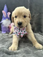Sara  -193, a female Golden Retriever for sale in Lakeland, FL – 1 of 10