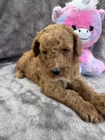Bambi 370, a female Aussiedoodle and Poodle - Miniature  for sale in Lakeland, FL – 3 of 10