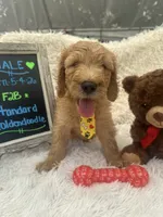 Tyson -324, a male Goldendoodle and Poodle - Standard  for sale in Lakeland, FL – 3 of 10