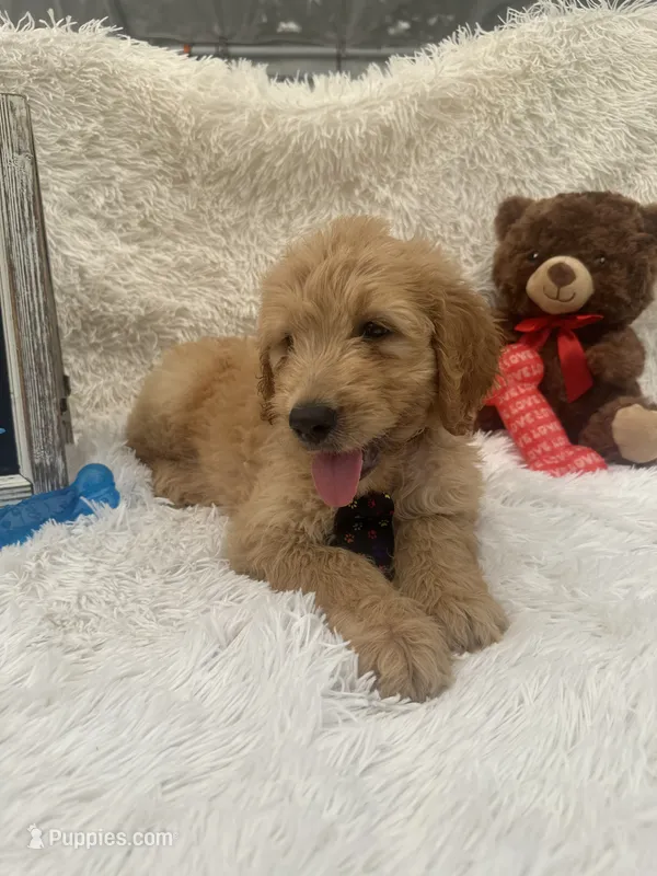 Timmy -427 – Goldendoodle, Poodle - Standard  puppy for sale in Lakeland, FL