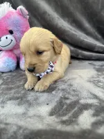 Belle 578, a female Golden Retriever for sale in Lakeland, FL – 8 of 10