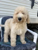 Wren, a female Labradoodle and Poodle - Standard  for sale in Lakeland, FL – Photo 8 of 10