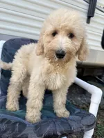 Wren, a female Labradoodle and Poodle - Standard  for sale in Lakeland, FL – Photo 4 of 10