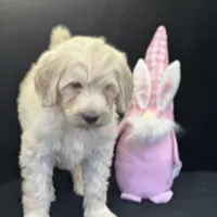 Wren, a female Labradoodle and Poodle - Standard  for sale in Lakeland, FL – Photo 4 of 10