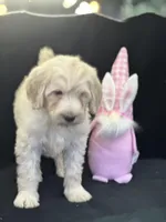 Wren, a female Labradoodle for sale in Lakeland, FL – Photo 3 of 10