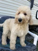 Wren, a female Labradoodle and Poodle - Standard  for sale in Lakeland, FL – Photo 2 of 10