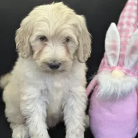 Wren, a female Labradoodle and Poodle - Standard  for sale in Lakeland, FL – Photo 3 of 10