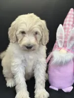 Wren, a female Labradoodle for sale in Lakeland, FL – Photo 2 of 10